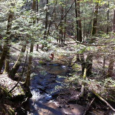 Martins Fork, Red River Gorge